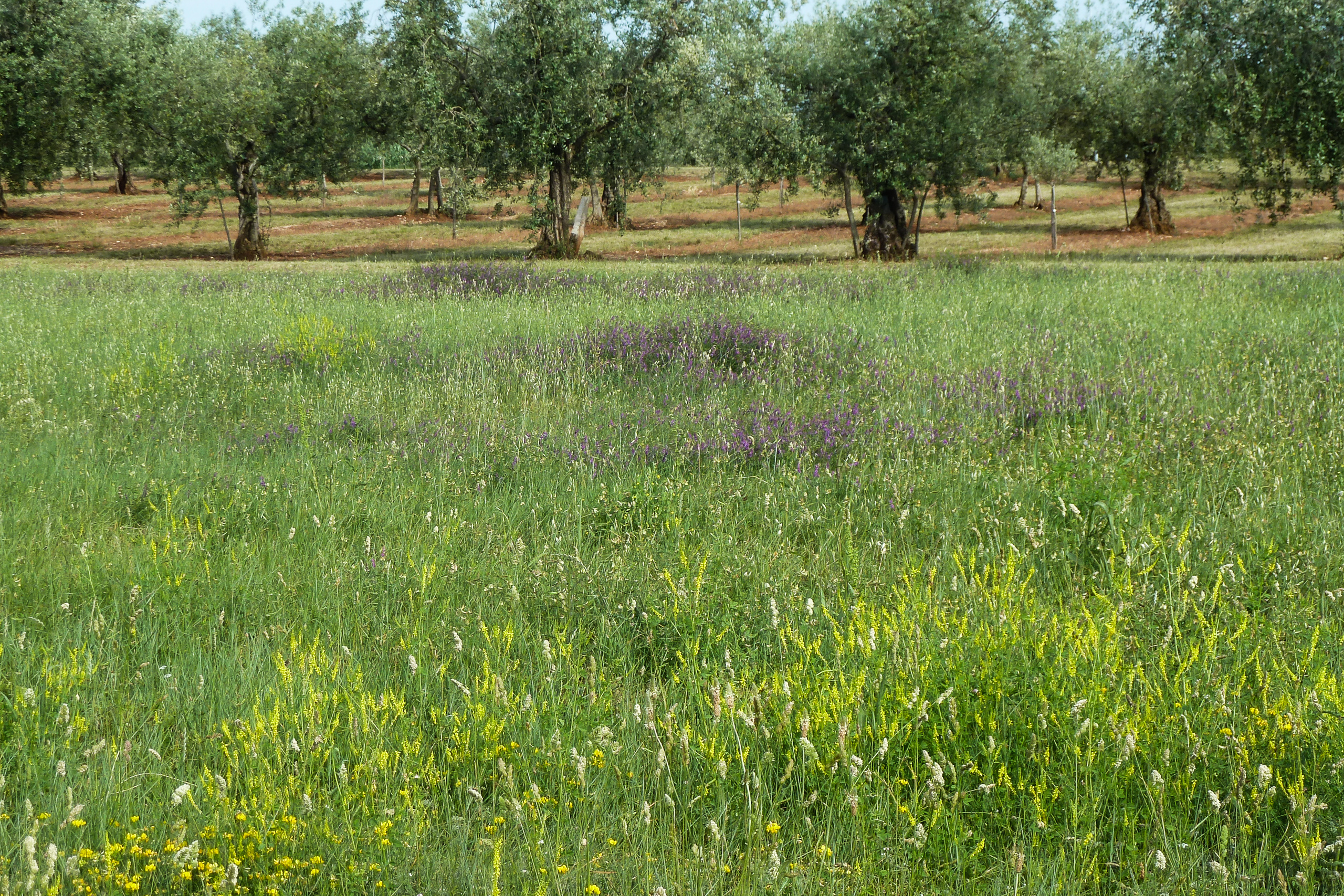 Olivenhain mit Wildblumen – zwischen Poreč und Novigrad